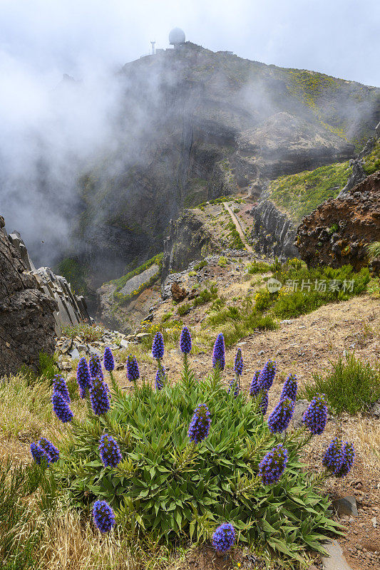 骄傲的马德拉花与云在马德拉岛的山在Pico do ariiro